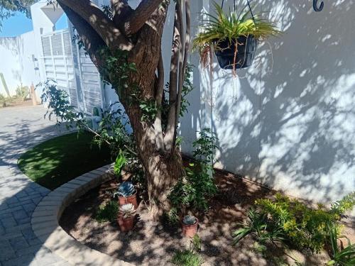 a tree sitting next to a building with potted plants at The Amaryllis Guest House in Mariental
