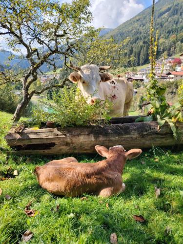 Animales en el departamento o alrededores