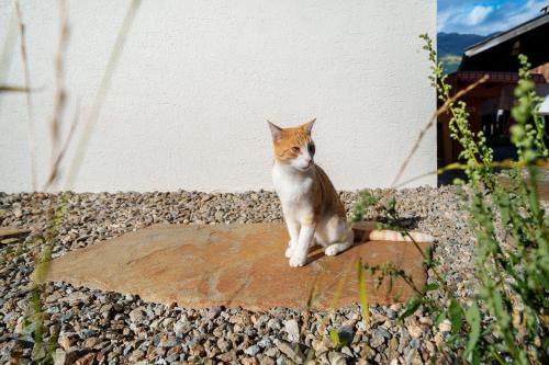 an orange and white cat sitting on a rock at Gögelehof in Stulles