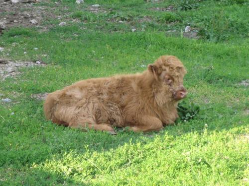 a brown cow laying in the grass in the grass at Biogasthaus Wanker in Techelsberg am Worthersee