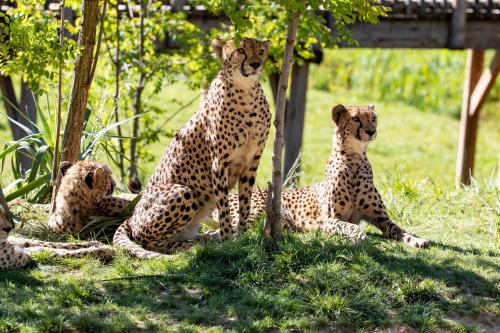 a group of four cheetahs sitting in the grass at Les Jardins de Beauval in Saint-Aignan