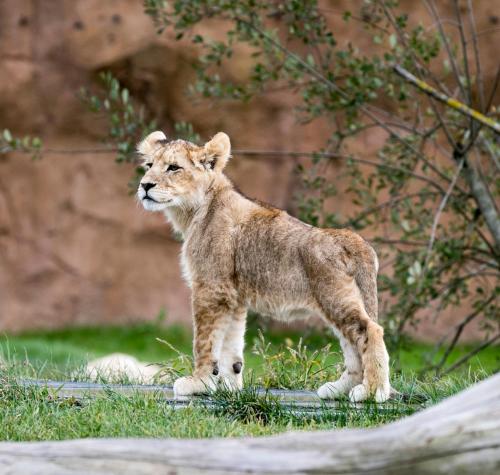 a baby lion cub standing in the grass at Les Pagodes de Beauval in Saint-Aignan