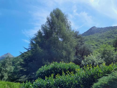 a tree on the side of a mountain at Cauterets in Cauterets