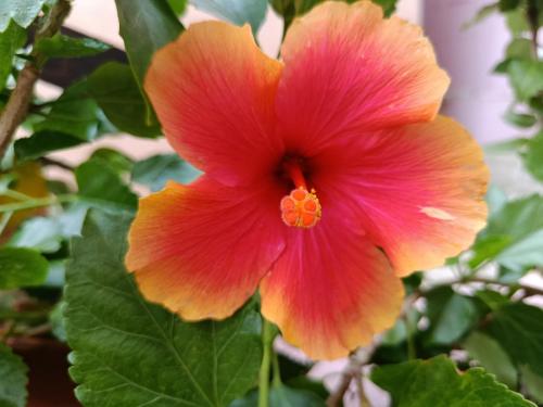 Φωτογραφία από το άλμπουμ του Villa Milena Costa Rei VISTA MARE σε Costa Rei