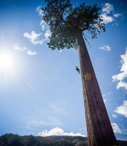 a tall tree in the middle of the sky at The Great Escape - Port Renfrew & Bunkhouse in Port Renfrew