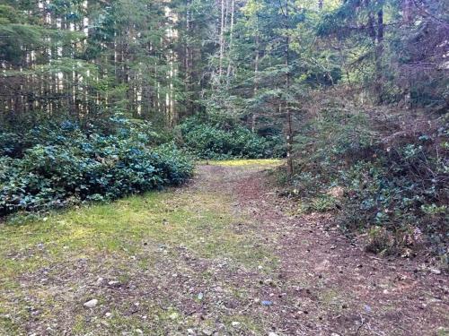 a dirt trail in a forest with trees at The Great Escape - Shirley & Bunkhouse in Sooke