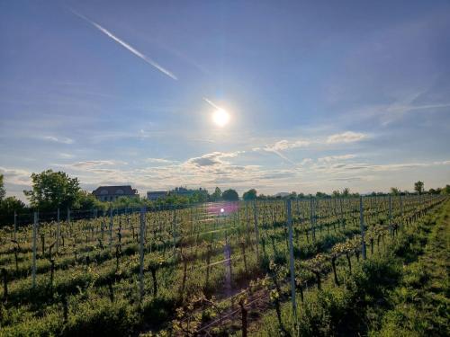 Фотография из галереи Apartmány Vinařství Válkovi 