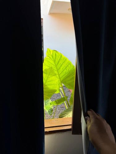 a person looking out a window at a green plant at Posada Siberia - en el centro de Encarnación in Encarnación