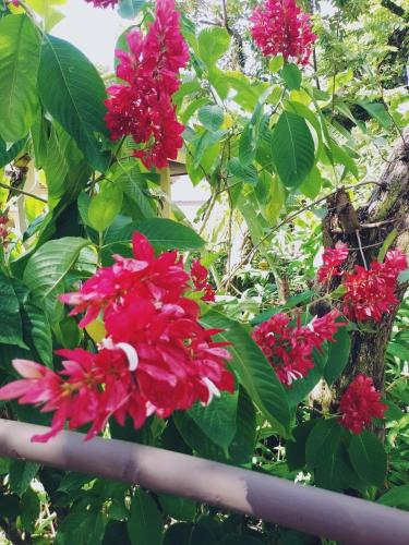 a bunch of red flowers on a fence at Montelaguna Boutique Hotel in Sámara