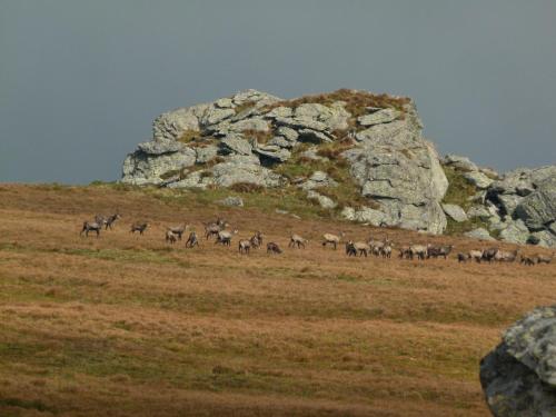 a herd of animals walking across a field at Berg-Arche in Sankt Margarethen im Lavanttal