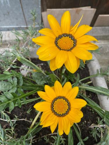 two yellow flowers sitting next to each other at Apartment Dada in Bjelovar