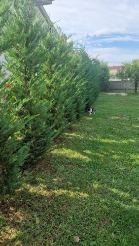 a row of christmas trees in a field at LuxEcoCottage - Modern cottage with with a large parking lot and land in Podgorica
