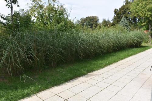 a field of tall grass next to a sidewalk at Pokoje Mira in Torzym