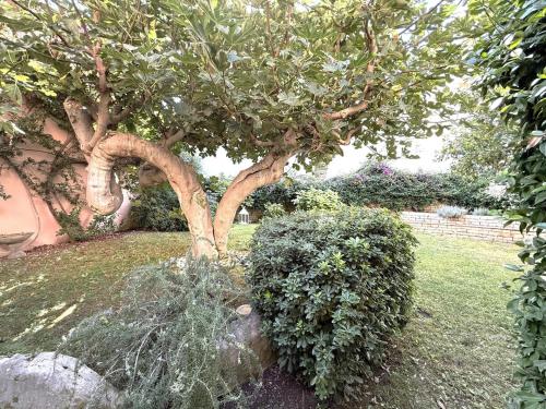 Zahrada ubytování Donna Lucrezia, un giardino segreto per te!