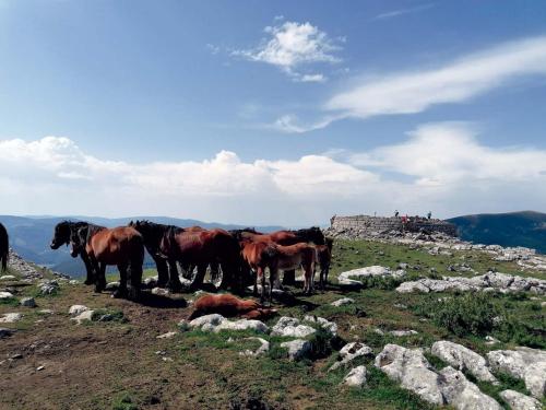 Φωτογραφία από το άλμπουμ του Albergue Irugoienea σε Espinal-Auzperri