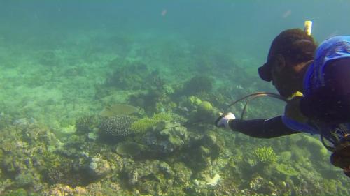 a person in the ocean looking at a coral reef at Yasawa Homestays in Nacula Island