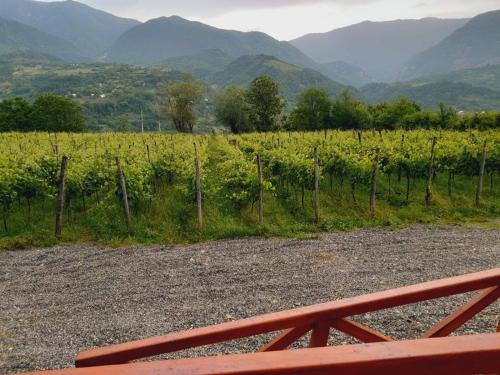 a red bench in front of a field of grapes at Jvarisa Winery 