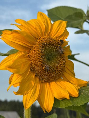 a large yellow sunflower with a bee on it at Roztoczański Raj in Rogóźno