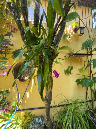 Taman di luar Loft Sol Nascente