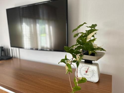 a plant sitting on top of a table with a clock at Morada dos Pomares in Pomerode
