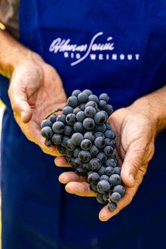 Gambar di galeri bagi Bio Weingut Sanin im Südtirols Süden di Magrè allʼ Adige
