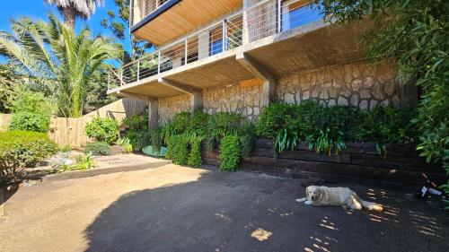 a dog laying on the ground in front of a building at Casa Mirador in Quintero