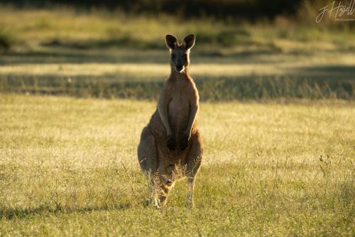 a kangaroo standing in a field of grass at Sabo’s On Severn in Fletcher