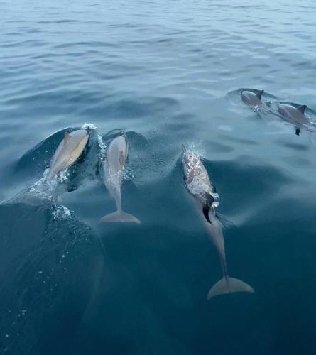 a group of dolphins swimming in the water at Beachfront Villa Jepun Segara in Banjar