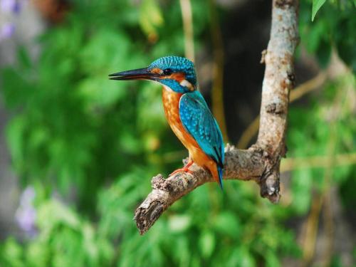 a colorful bird sitting on a tree branch at Nature Miraikan in Naha
