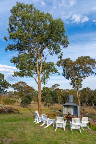 a group of white chairs in a field with a tree at Sabo’s On Severn in Fletcher