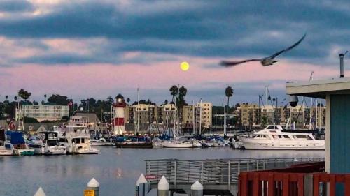 a bird flying over a marina with boats in the water at Retro Star-Wagon, Ocean View Dolby Sound Studio in Oceanside