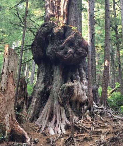 a large uprooted tree in the middle of a forest at The Great Escape - Port Renfrew in Port Renfrew