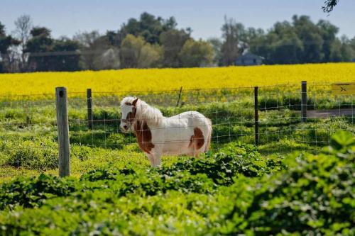 Φωτογραφία από το άλμπουμ του 320 Farm Stay by Tiny Away σε Congupna Road