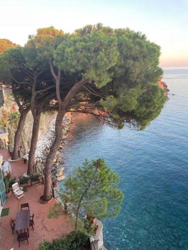 un albero su una scogliera vicino all'oceano di La Casa di Samantha a Villa Regina a picco sul mare con piscina a Pieve Ligure