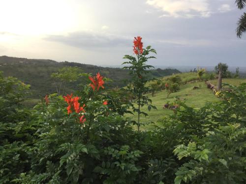 a tree with red flowers in a field at Hawk's Nest Bed & Breakfast in La Laguna de San Carlos
