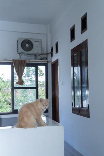 a dog sitting on top of a counter in a kitchen at Rumah Nusantara in Sengkol