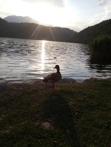 a duck standing on the shore of a lake at Hotel Garden in Levico Terme