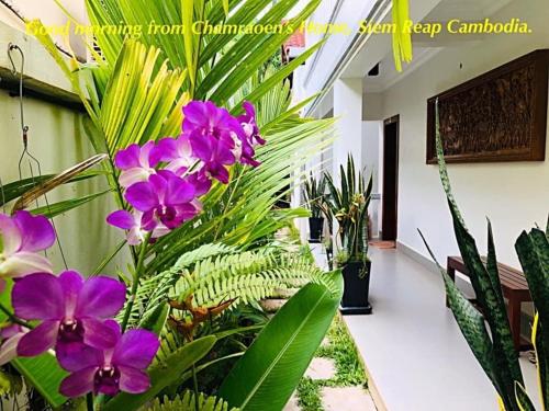 a garden with purple flowers and green plants at Chamraoen’s Home in Siem Reap