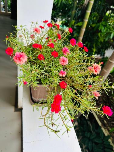 a potted plant with red flowers on a white ledge at Chamraoen’s Home in Siem Reap