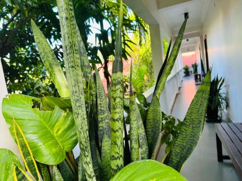 a bunch of green plants in a room with a table at Chamraoen’s Home in Siem Reap