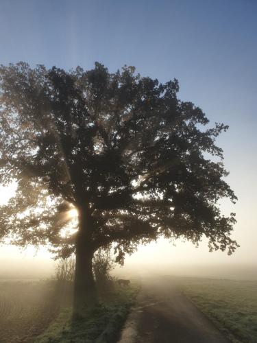 Ein Baum mitten auf einem Feld im Nebel in der Unterkunft Lieblingsort in Haigerloch
