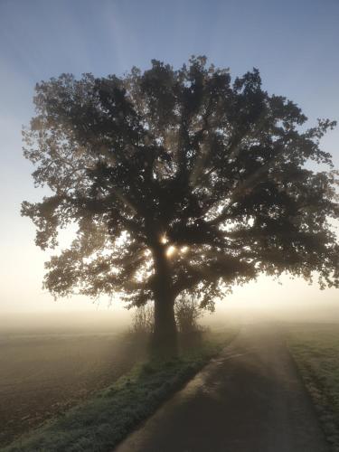 Ein Baum mitten auf einem Feld im Nebel in der Unterkunft Lieblingsort in Haigerloch