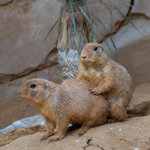 two animals sitting on top of a rock at Grand Hôtel Saint-Aignan in Saint-Aignan