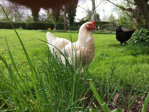 a white chicken standing in the grass in a field at Gîte de la Borde in Fourilles