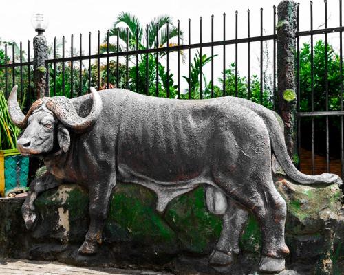 Animales en el hotel o alrededores