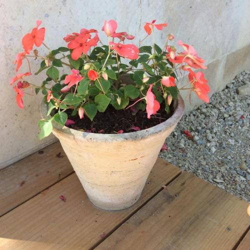 a potted plant with red flowers in a pot at Hexagonal Tower for 2 with shared pool in Semur-en-Auxois