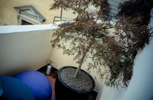 a bonsai tree sitting in a pot next to a wall at Benci House in Florence