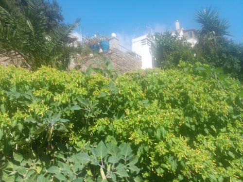 a group of bushes with buildings in the background at Villa Rena in Batsi
