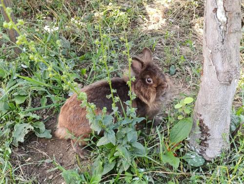 a brown rabbit sitting in the grass next to a tree at Green Valley GV in Kotor