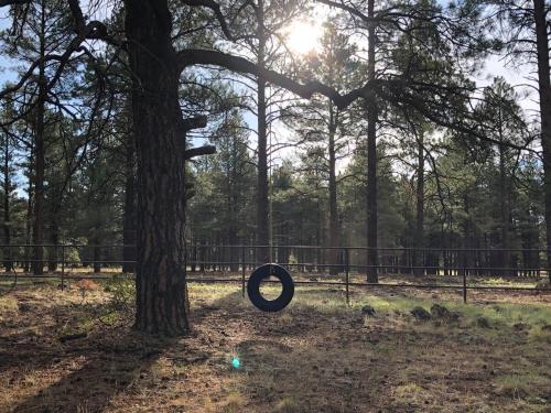 a tire leaning against a tree next to a fence at Historic Parks Ranch Cabin near Williams in Parks